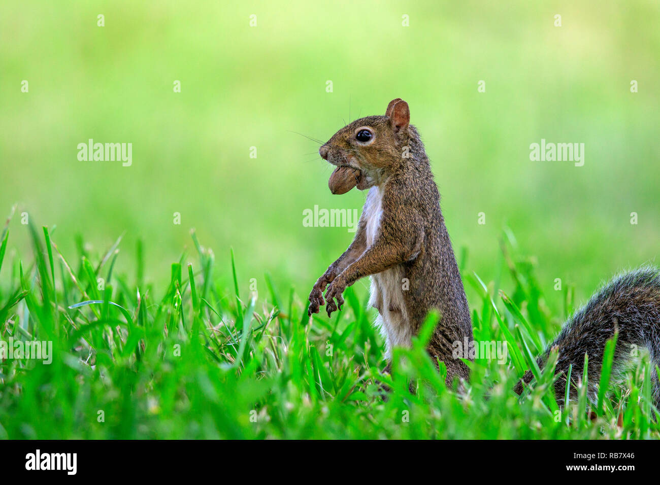 Östlichen Grauhörnchen (Sciurus carolinensis) mit Mutter als Nahrung, auf grünem Gras. Stockfoto