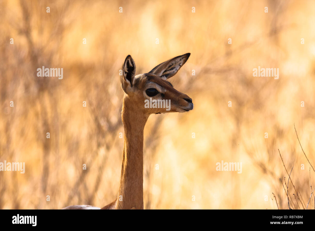 Antilopen Afrikas. Gazelle gerenuk. Samburu, Kenia. Stockfoto