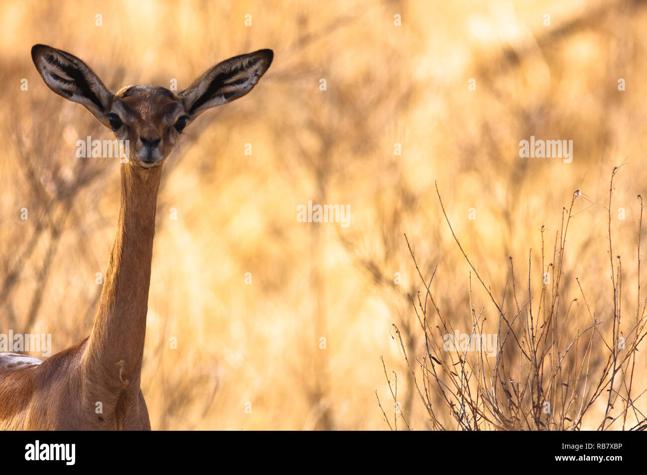 Gazelle Kopf. Gerenuk in der Nähe von einem Baum. Samburu, Kenia. Stockfoto