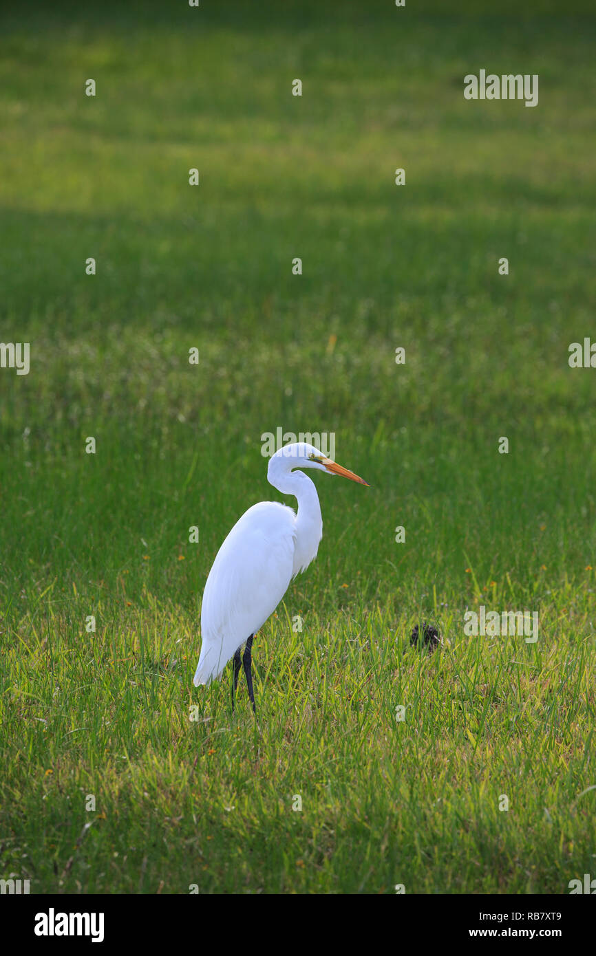 Silberreiher (Ardea alba) auf Nahrungssuche im Gras. Stockfoto