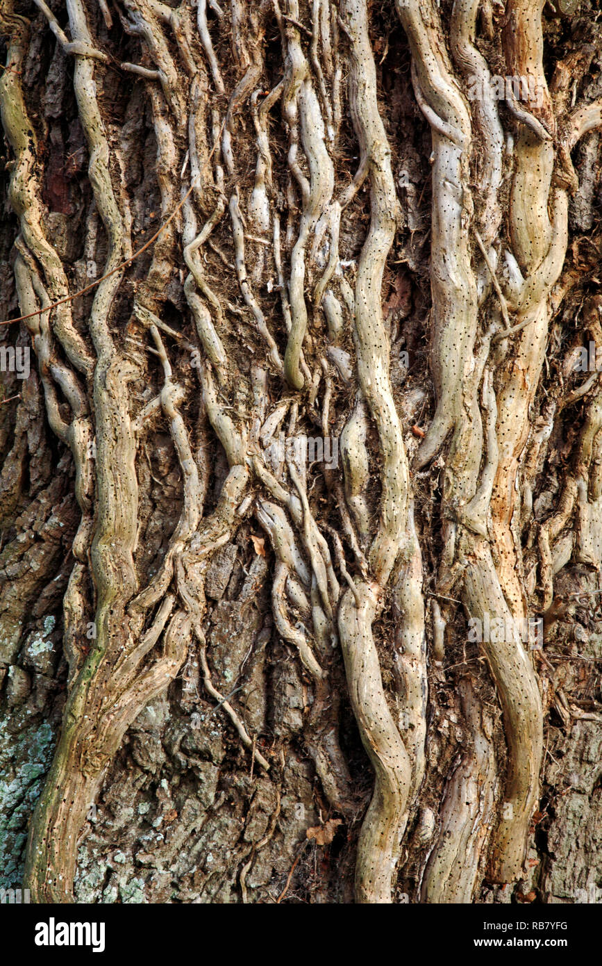 Alte holzige Stängel von Efeu, Hedera helix, geplagt mit holzwurm auf eine Eiche von einem Feldweg bei Neatishead, Norfolk, England, Vereinigtes Königreich, Europa. Stockfoto