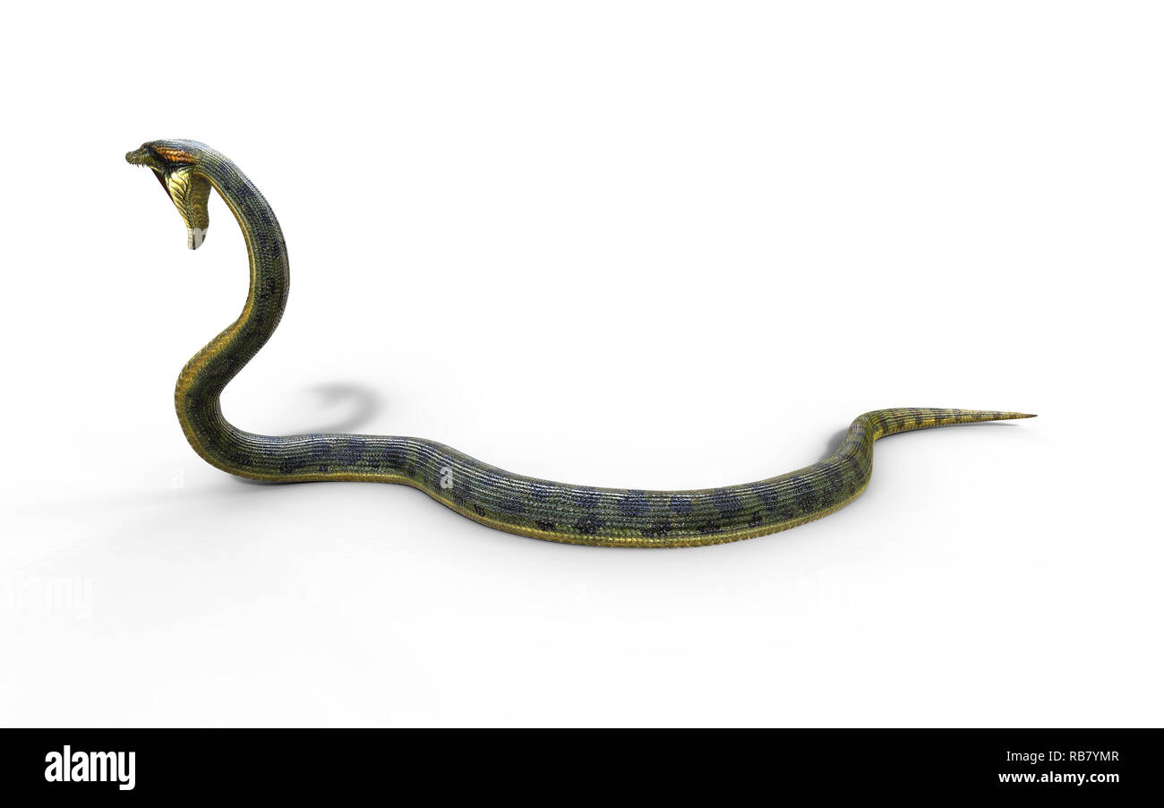 3D-Illustration Anaconda, Boa Constrictor Die weltweit größte Giftschlange isoliert auf weißem Hintergrund, 3D-Rendering Stockfoto