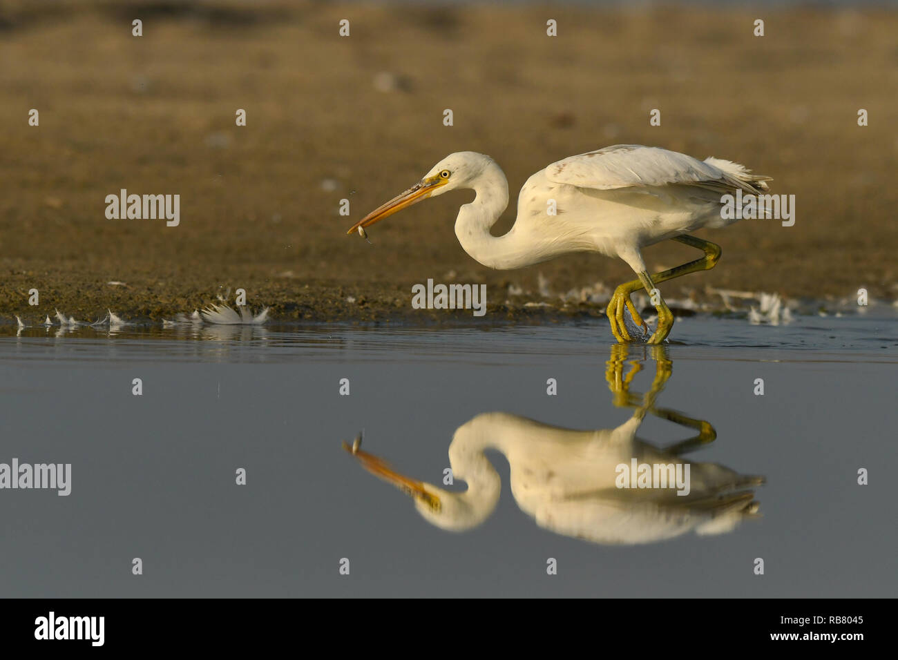 Heron mit Fisch. Western Reef-Egret/Egretta gularis Stockfoto