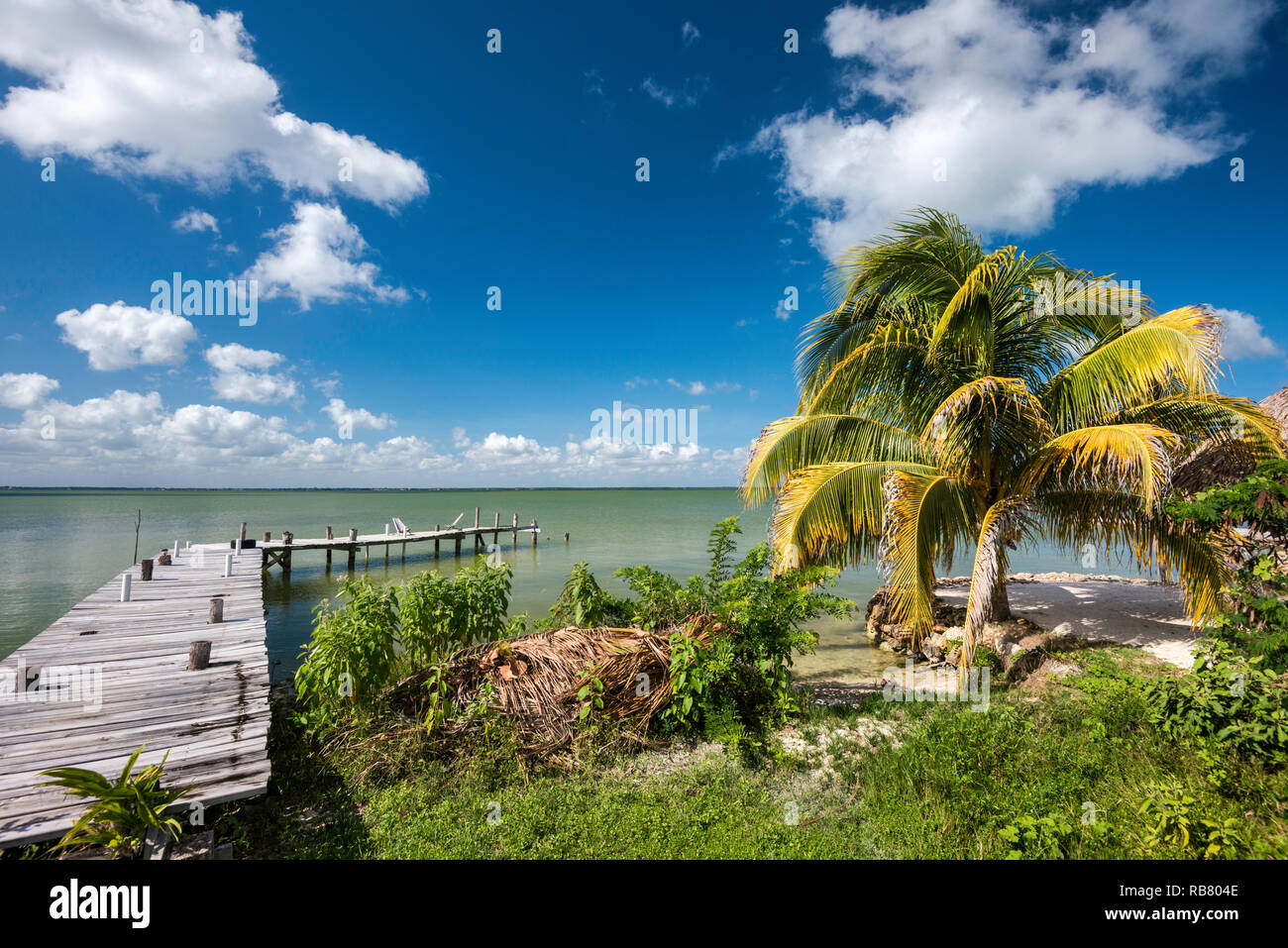 Boardwalk, Palm Tree in Corozal Bay Küste, Karibik Küste, Cerros Beach Resort, Cerros Halbinsel, Corozal District, BelizeBoardwalk, Palme Stockfoto