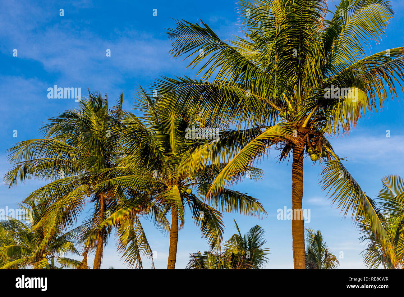 Ende Tag Sonne leuchtet die grüne Palmen vor blauem Himmel mit Wolken. Stockfoto