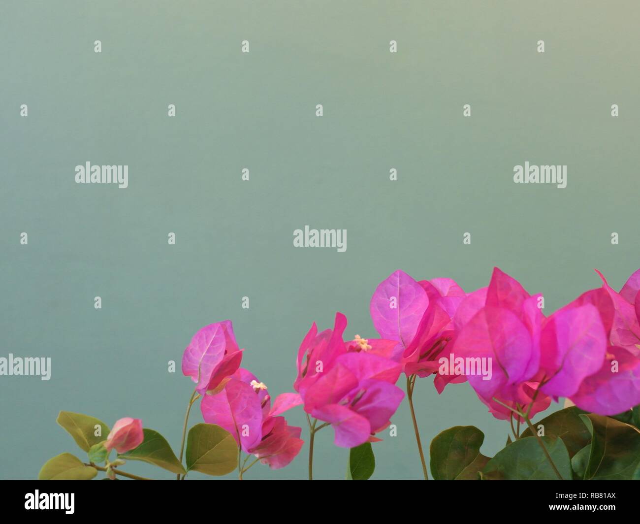 Rosa Blüten der Bougainvillea Stockfoto