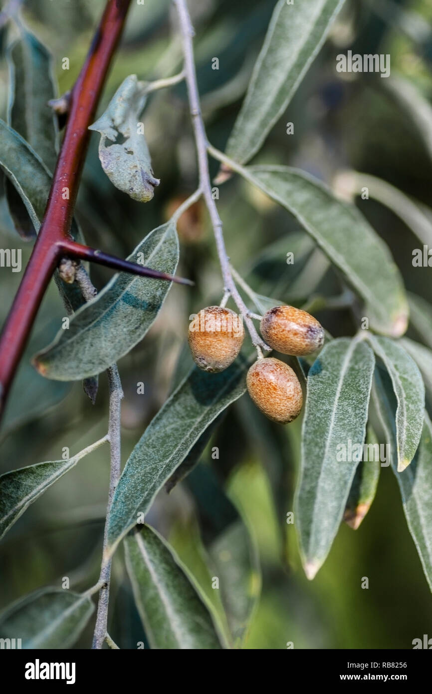 Wild geschmacklos ungenießbare Olive Obst auf einem mit Olivenbäumen, Details von Oliven und Verzweigungen. Frische, grüne Früchte der wilden Ölbaum hängen Büschel der Bunde Stockfoto