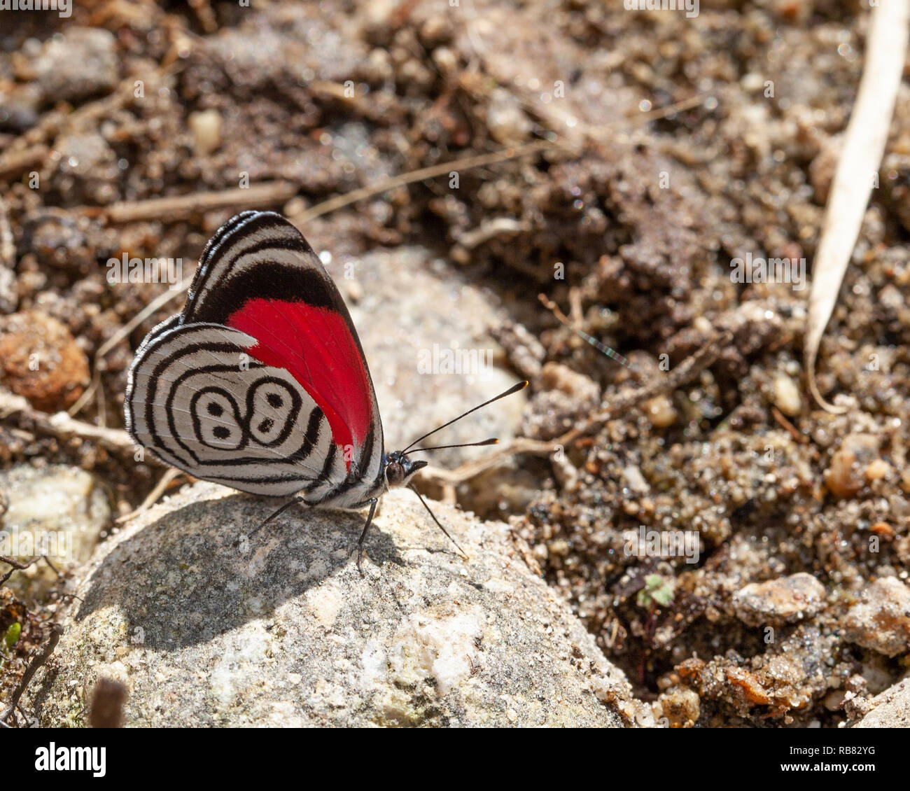 Schöner Schmetterling diaethria auch genannt 88 Stockfoto