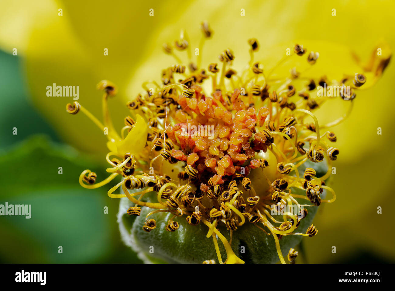 Verwelkte Rose - Gelb Stockfoto