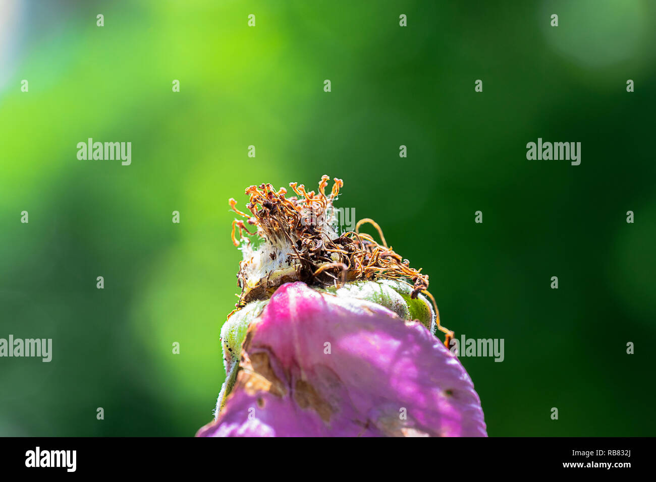Verwelkte Prink Rose in der Sonne Stockfoto
