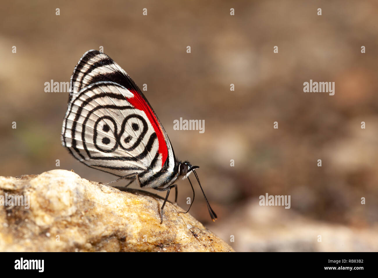 Schöner Schmetterling diaethria auch genannt 88 Stockfoto