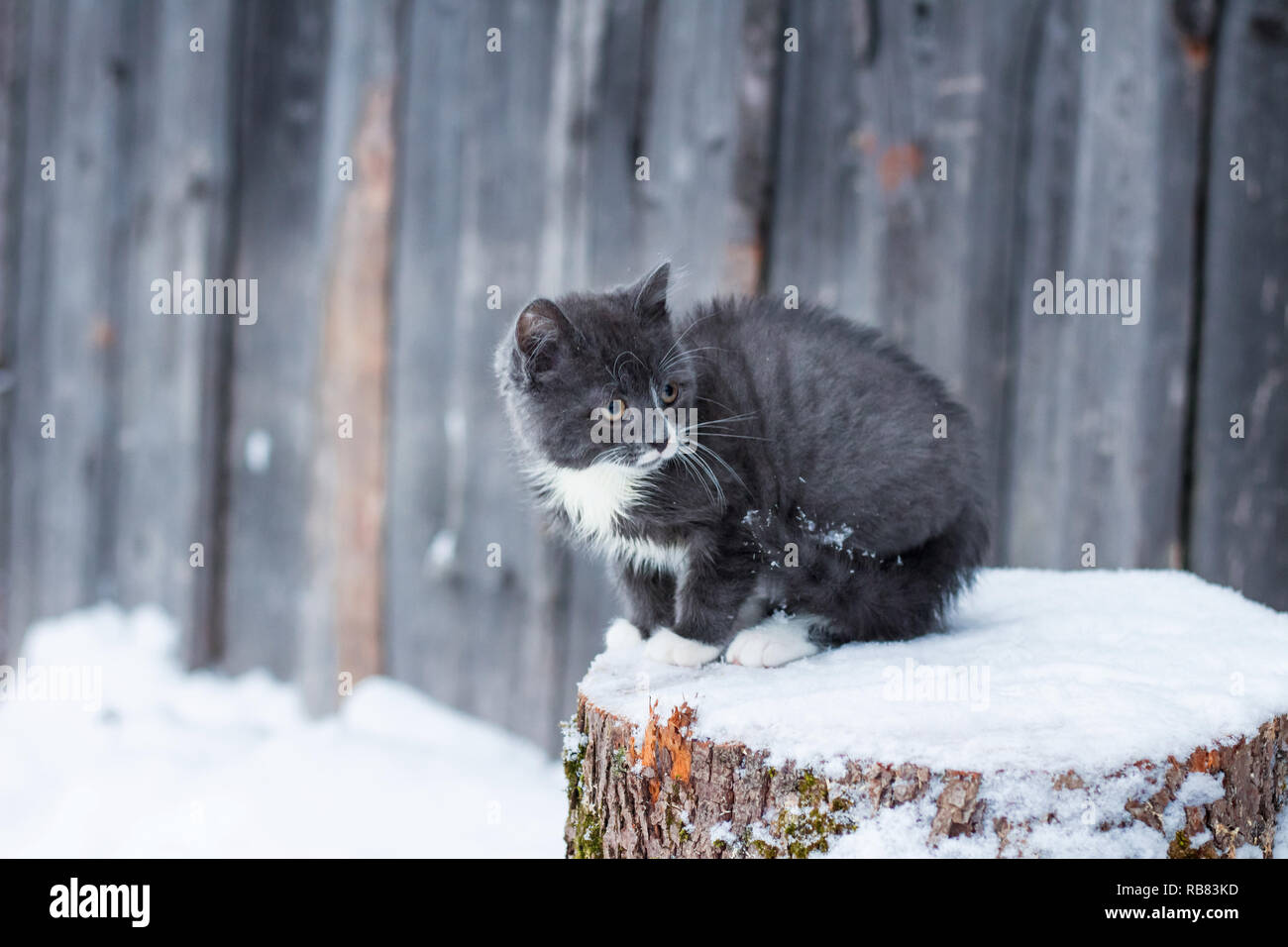 Kleines Kätzchen im Winter Stockfoto