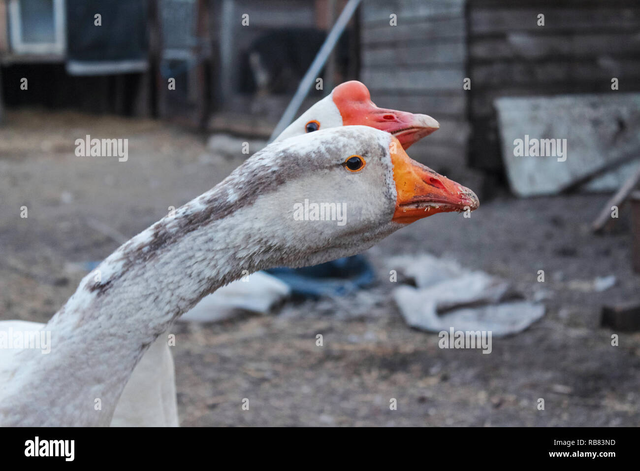 Gans Familie. Das Leben auf dem Bauernhof Stockfotografie Alamy