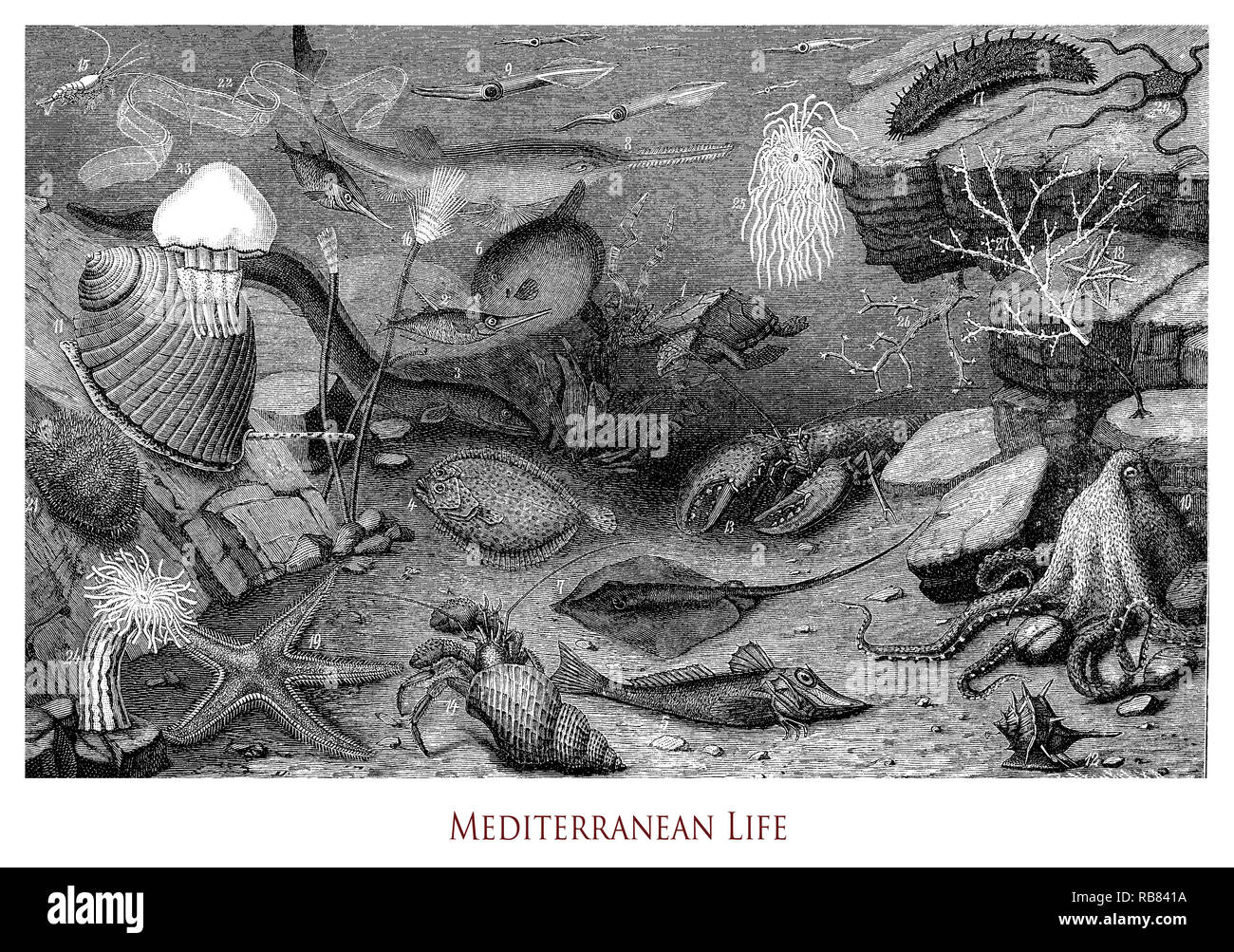 Vintage Gravur der Mediterranen Unterwasserwelt des biologischen Lebens, Flora und marine Zoologie Stockfoto