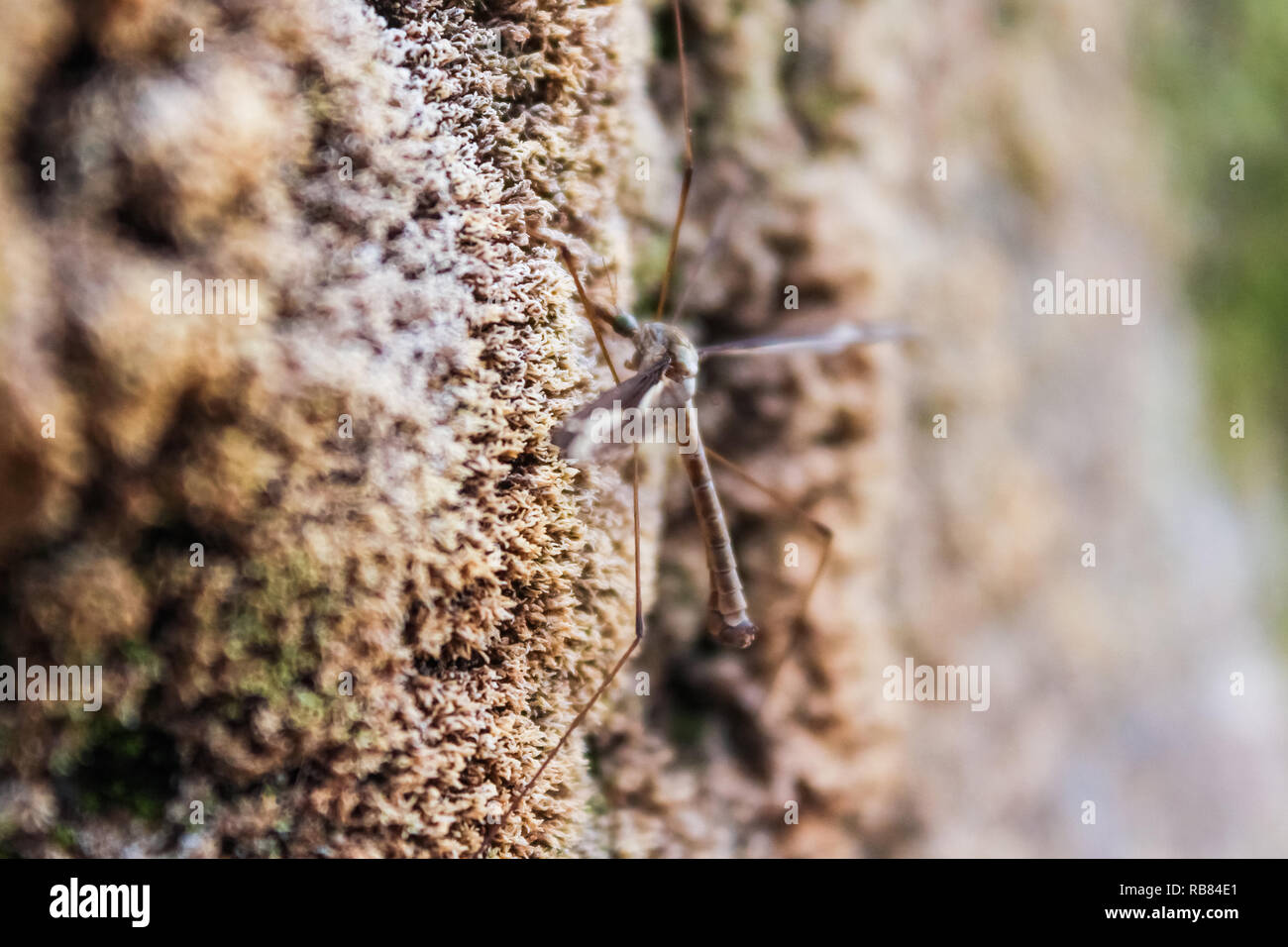 Moskito mit großen Flügeln auf Stein Stockfoto