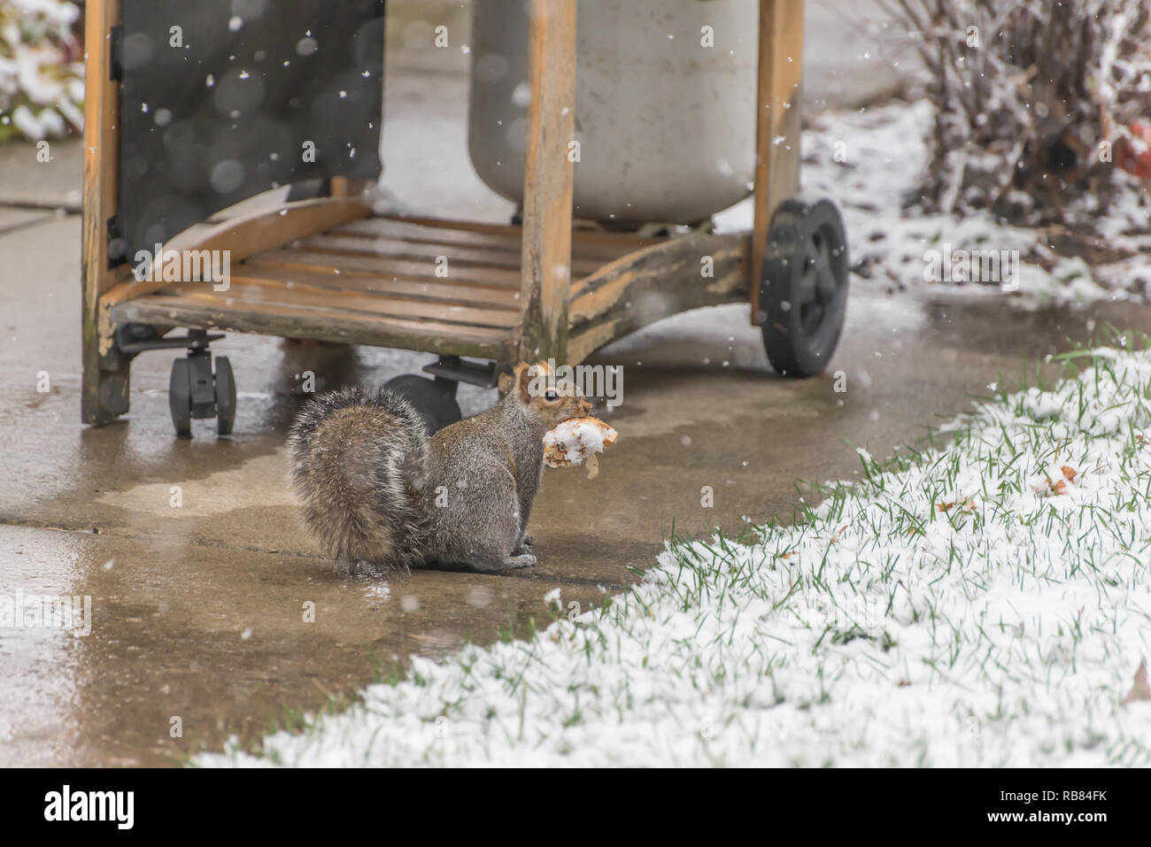 Eichhörnchen essen ein Stück Brot im Winter Stockfoto