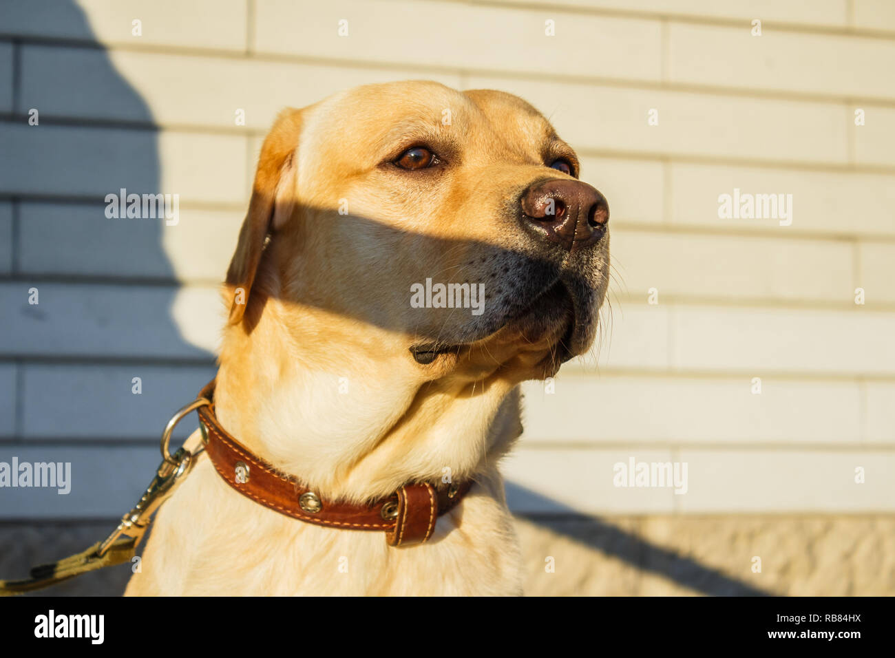 Porträt des Labrador Retriever Stockfoto