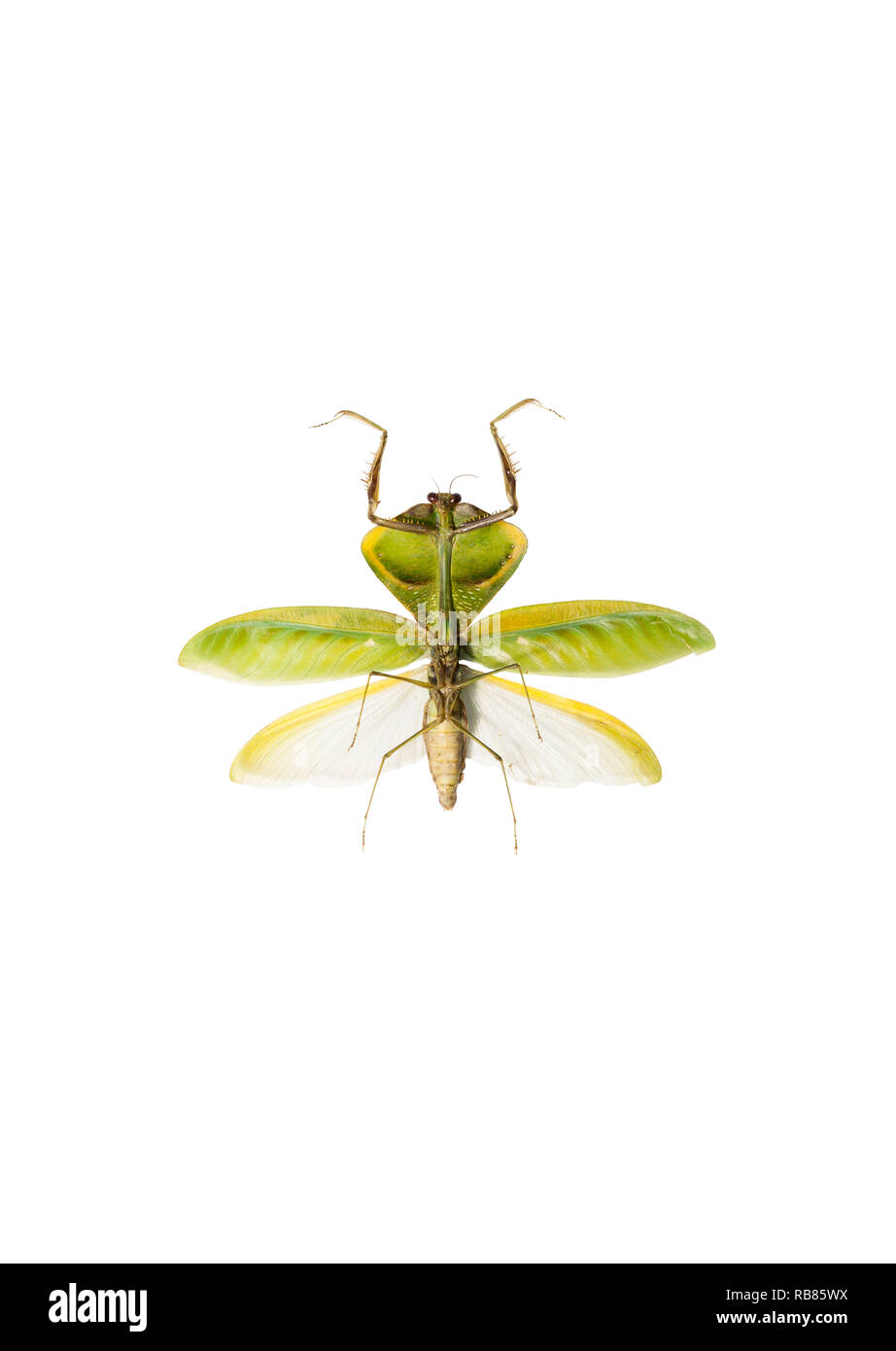 Ein schönes Blatt Mantis (Choeradodis strumaria) auf weißem Hintergrund Stockfoto
