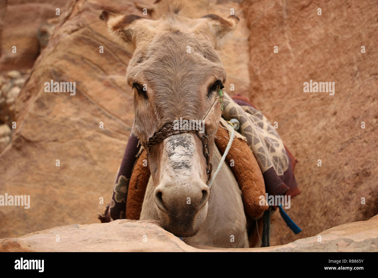 Esel in Petra, Jordanien verwendet Touristen durch die antiken Nabatäischen Stadt Stockfoto