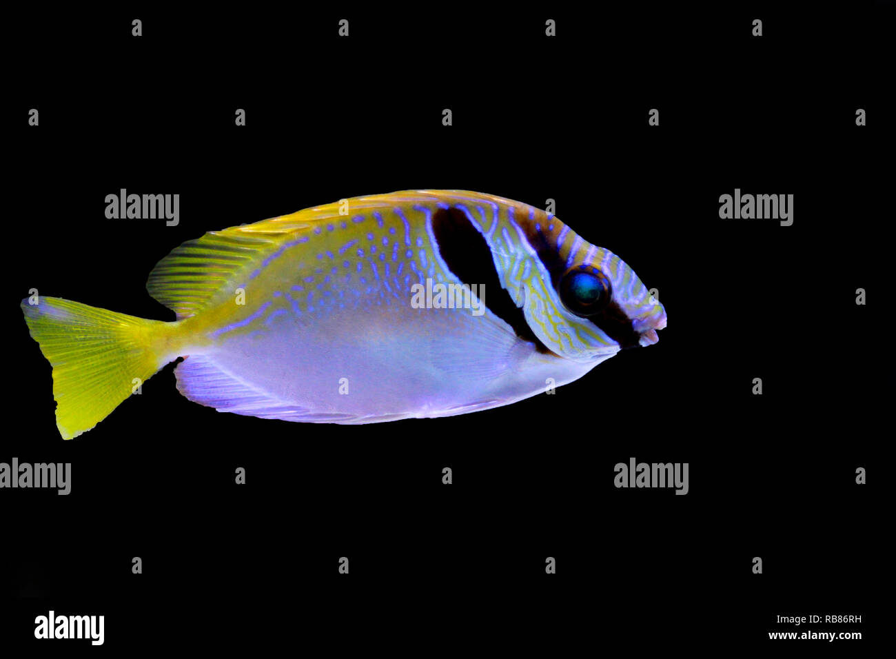 Zwei vergitterten Rabbitfish (Siganus virgatus) Stockfoto