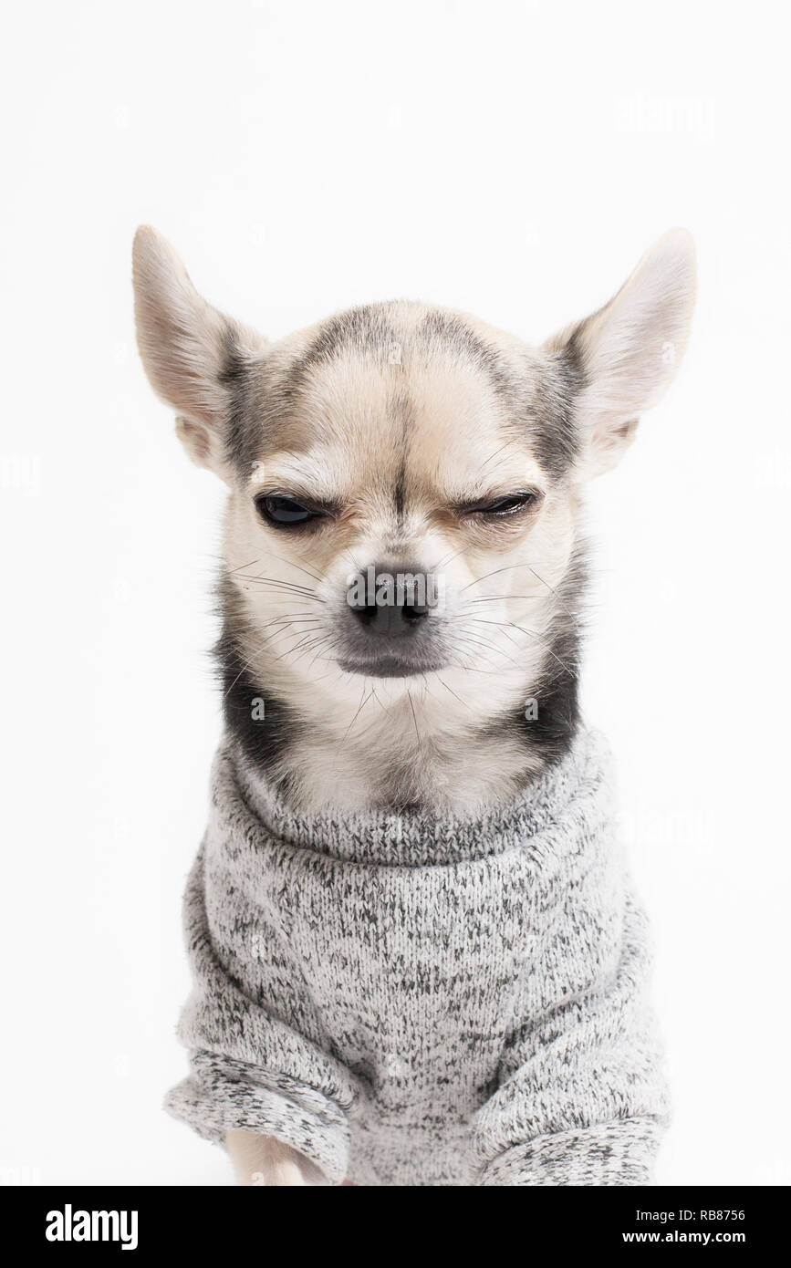 Ein Zwinkern Chihuahua Stockfoto
