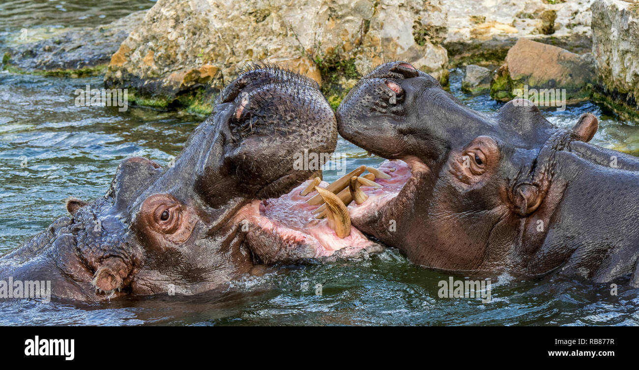 Bekämpfung von Flusspferden/Flusspferde (Hippopotamus amphibius) im See Ansicht des riesigen Zähne und großen Eckzahn Hauer in weit geöffneter Mund Stockfoto