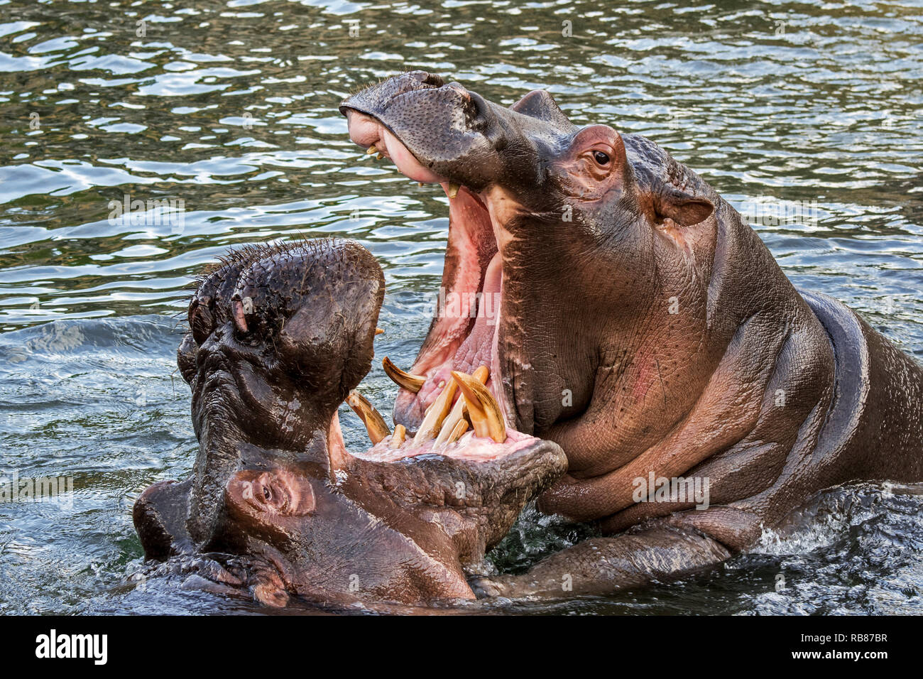 Bekämpfung von Flusspferden/Flusspferde (Hippopotamus amphibius) im See Ansicht des riesigen Zähne und großen Eckzahn Hauer in weit geöffneter Mund Stockfoto