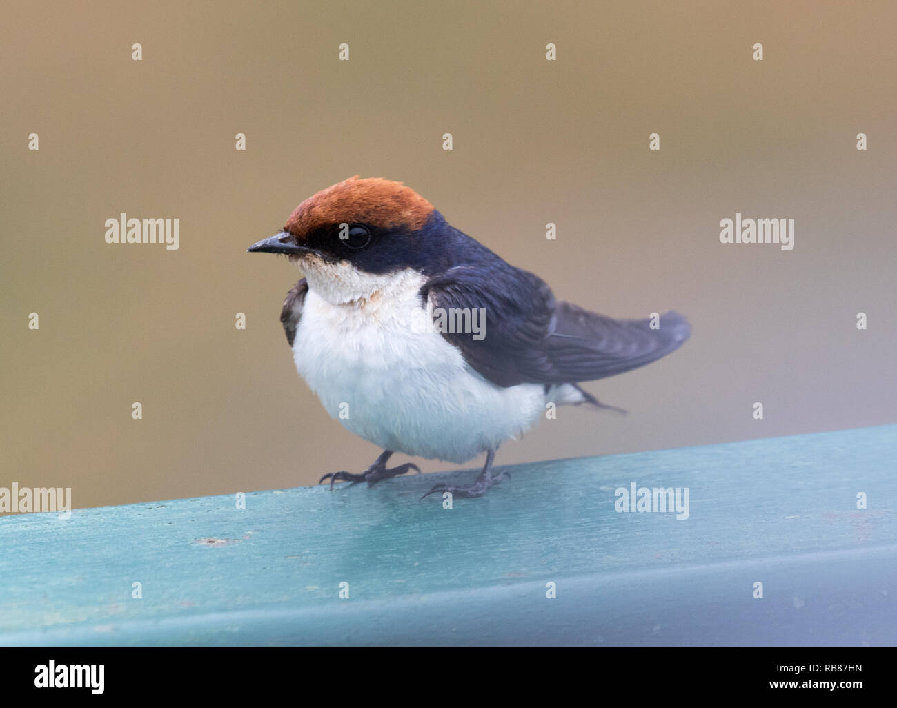 Kabel-tailed Swallow (Hirundo smithii) Stockfoto