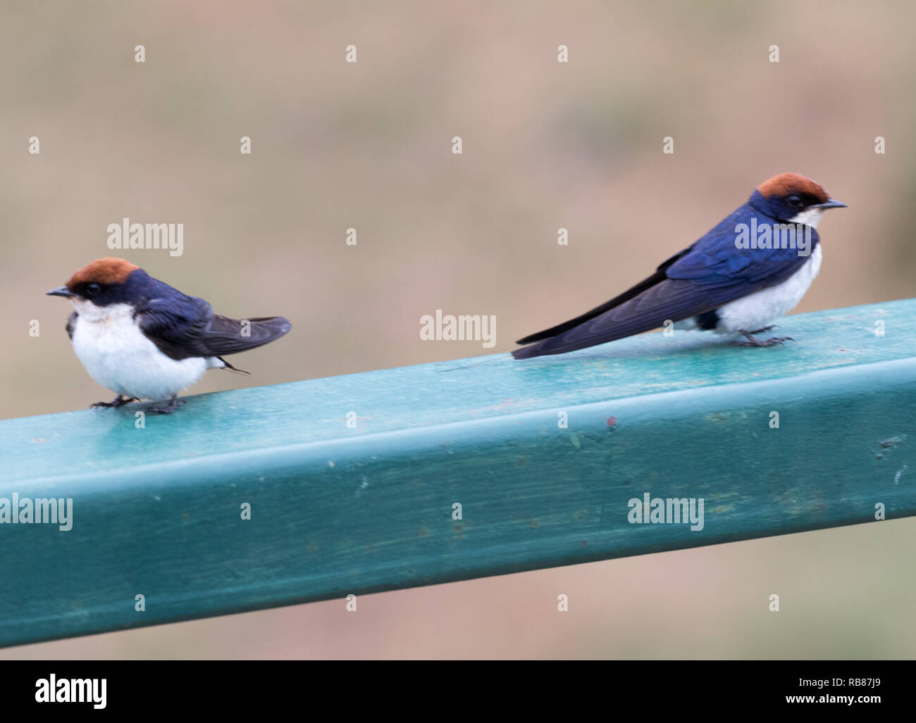 Kabel-tailed Swallow (Hirundo smithii) Stockfoto
