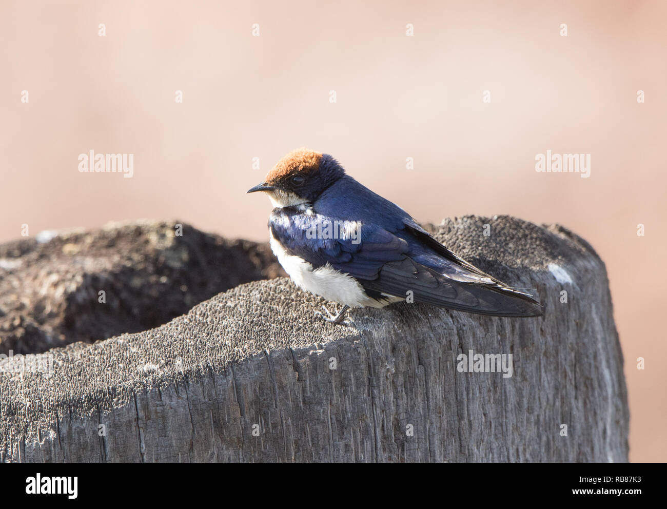 Kabel-tailed Swallow (Hirundo smithii) Stockfoto