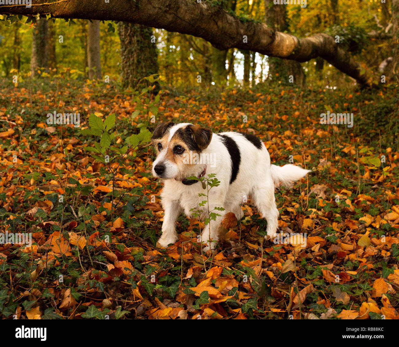 Terrier Hund im Herbst Wald Stockfoto