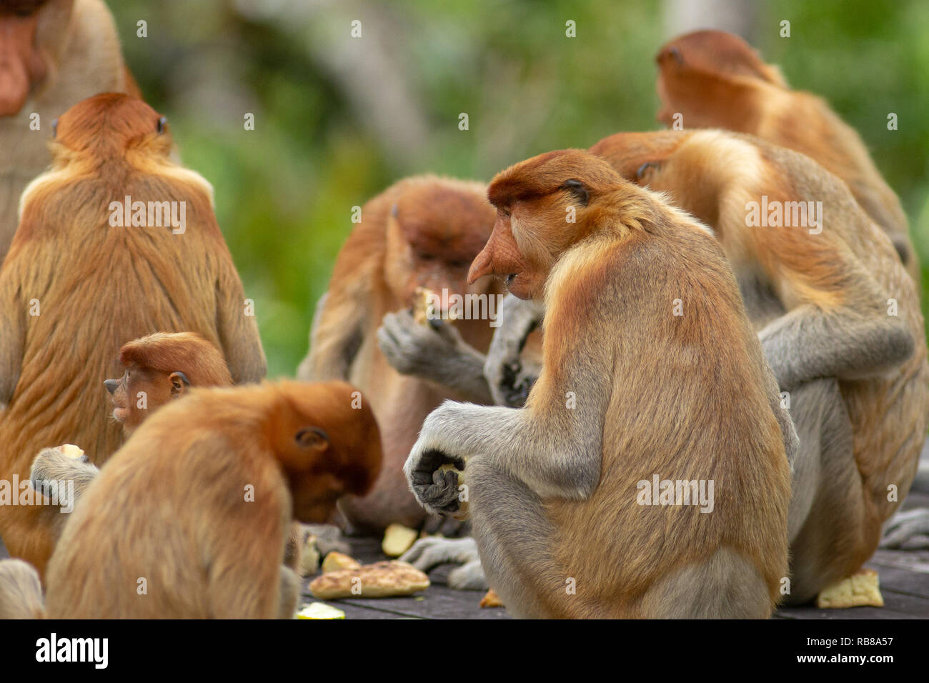 Wild proboscis Monkey im Mangrovenwald in Sandakan Sabah Malaysia. Stockfoto