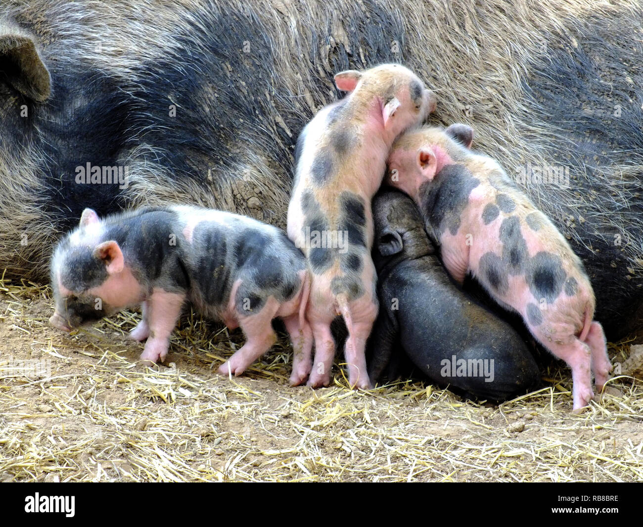 HAUSSCHWEIN Stockfoto