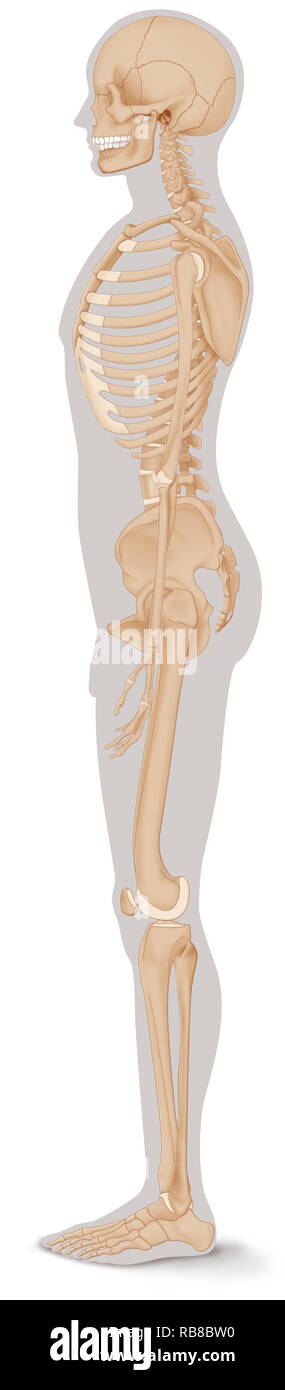 SKELETT, ILLUSTRATION Stockfoto