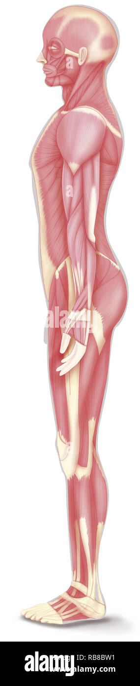 Muskel ABBILDUNG Stockfoto