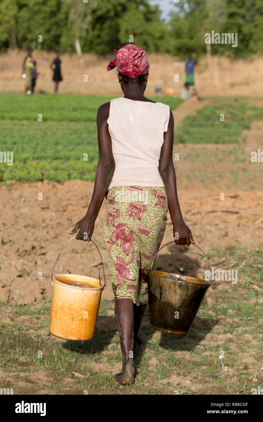 Mitglied des Frauen kooperative Durchführung Eimer Wasser ein Feld in Karsome, Togo. Stockfoto