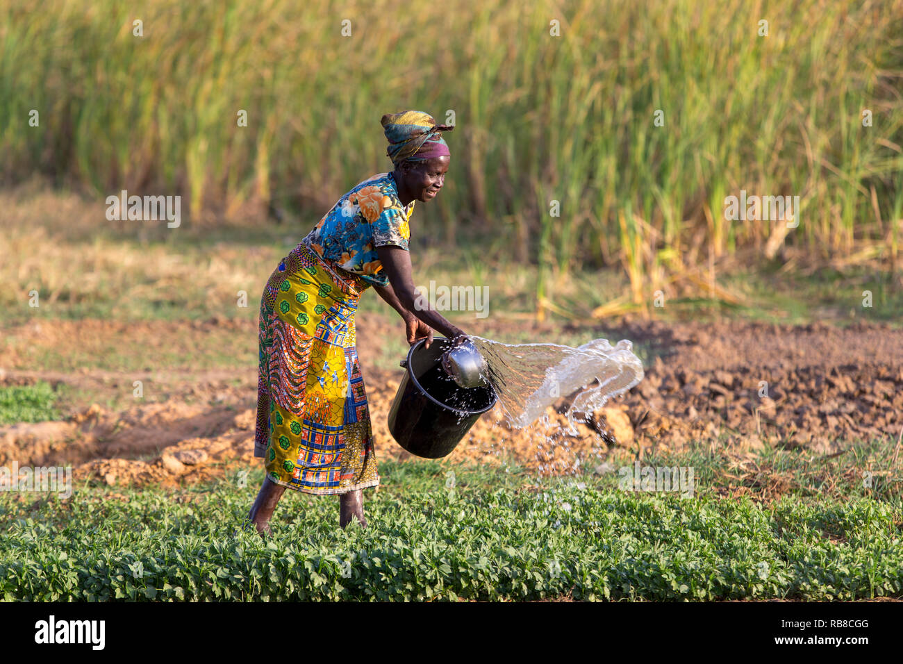 Frau Bewässerung ihr Feld in Karsome, Togo. Stockfoto