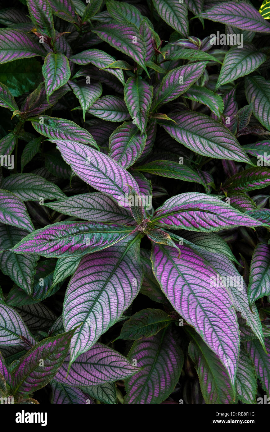 Strobilanthes dyerianus, PERSISCHE SCHILD  Stockfoto