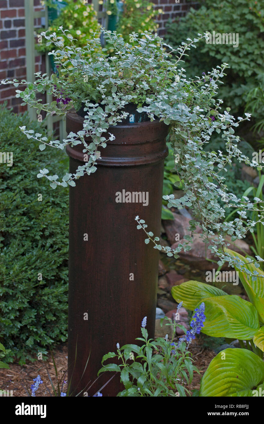 HELICHRYSUM IN STOVE PIPE CONTAINER Stockfoto