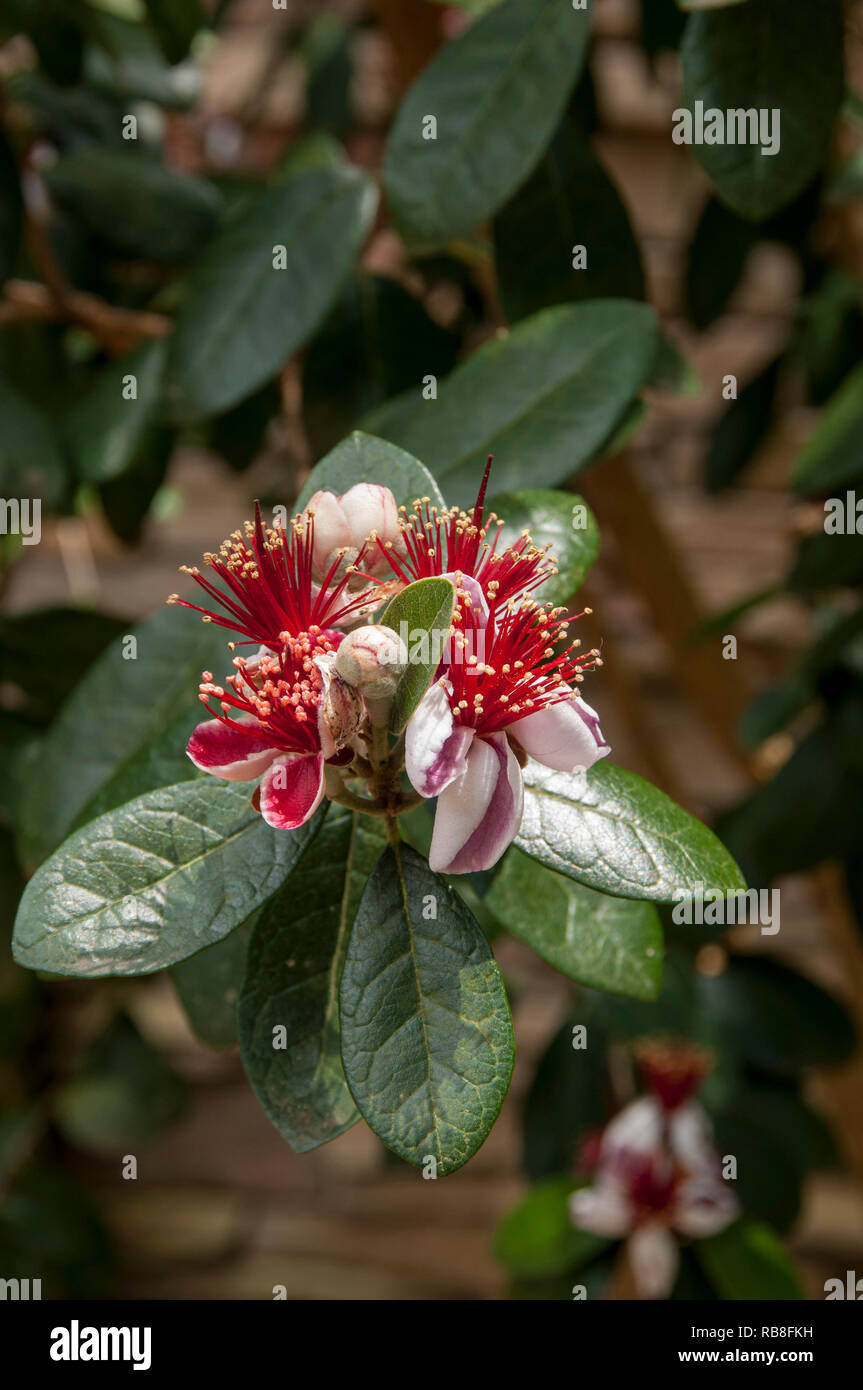 Feijoa sellowiana, Ananas Guave Stockfoto