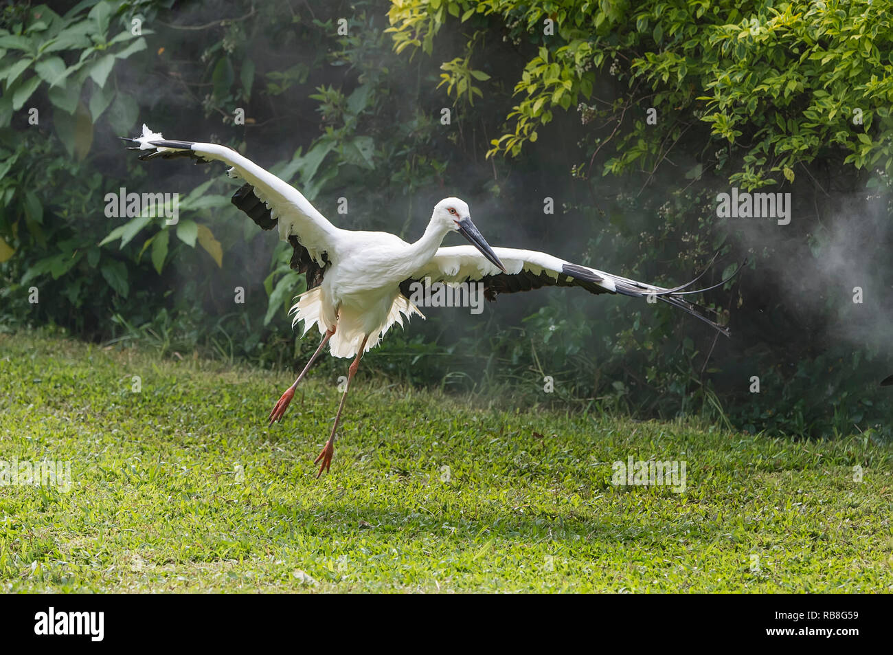 Orientalischer Weißstorch in ihrem natürlichen Lebensraum Stockfoto