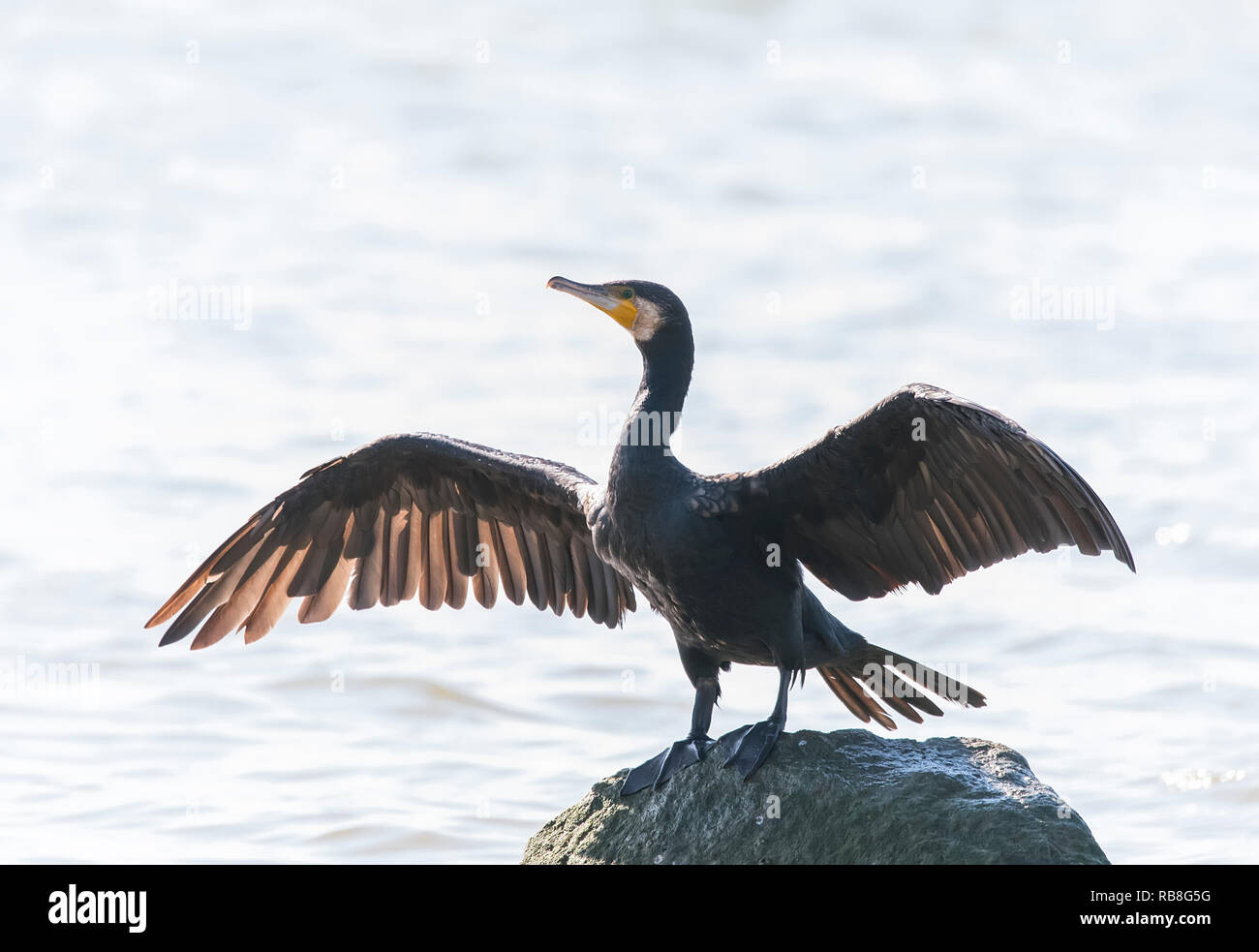 Kormoran schwarzer Kormoran spielen im Wasser Stockfoto
