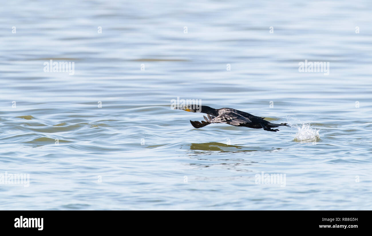 Kormoran schwarzer Kormoran spielen im Wasser Stockfoto