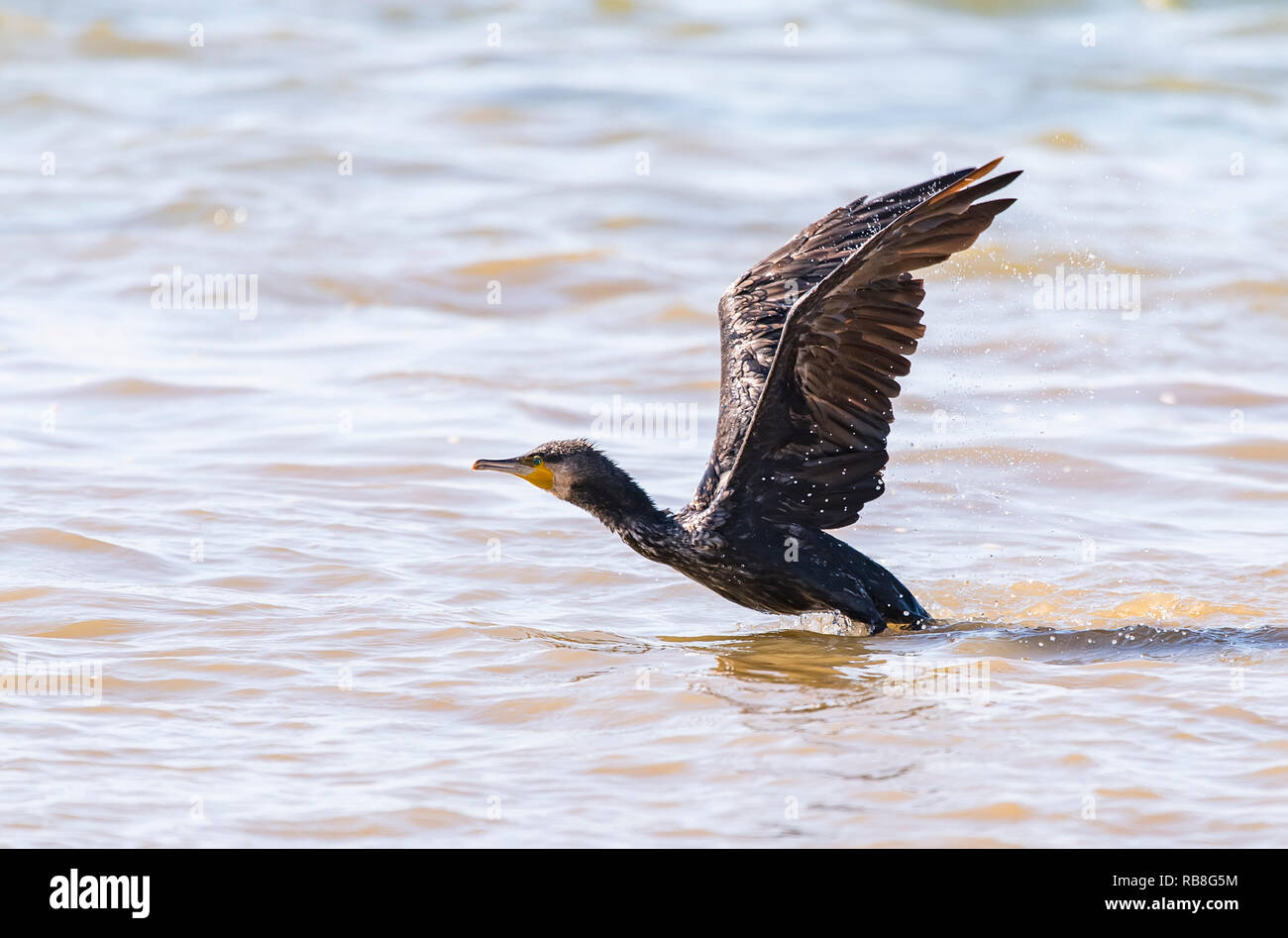 Kormoran schwarzer Kormoran spielen im Wasser Stockfoto