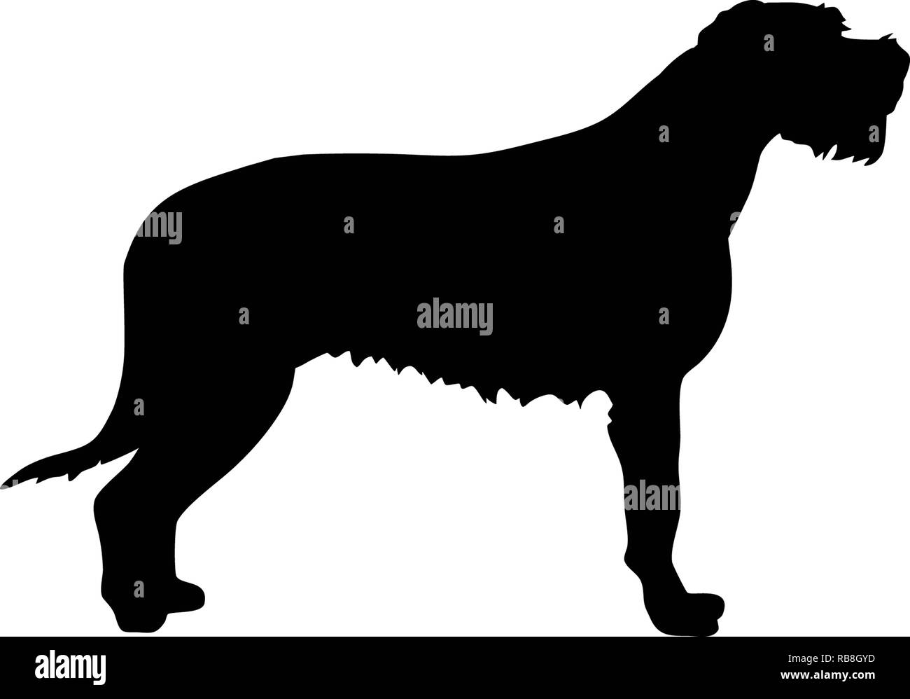 Irish Wolfhound silhouette Real in Schwarz Stockfoto
