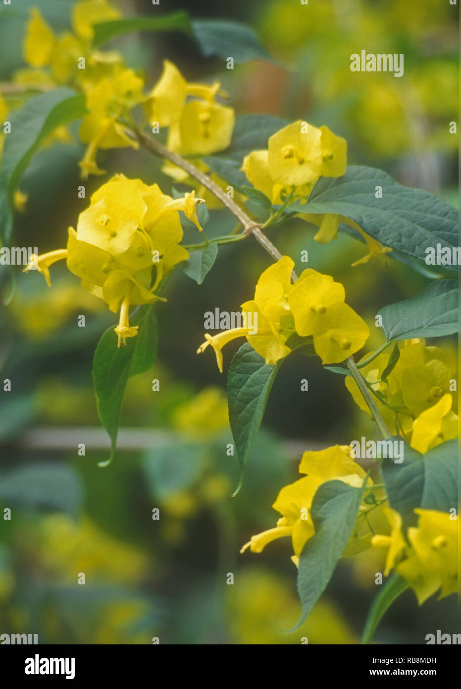 Chinesische Hut, Tasse und Untertasse, Sonnenschirm Blume, Mandarinen hat Anlage (Holmskioldia Sanguinea) Stockfoto