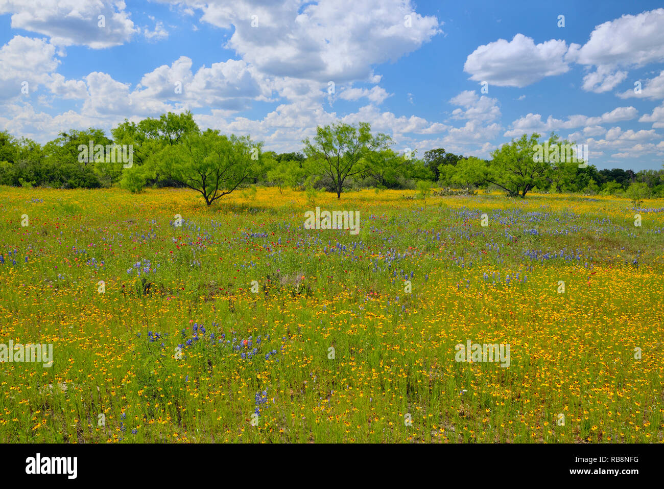 Wildblumen auf Ranch Straße 152, Llano County, Texas, USA Stockfoto