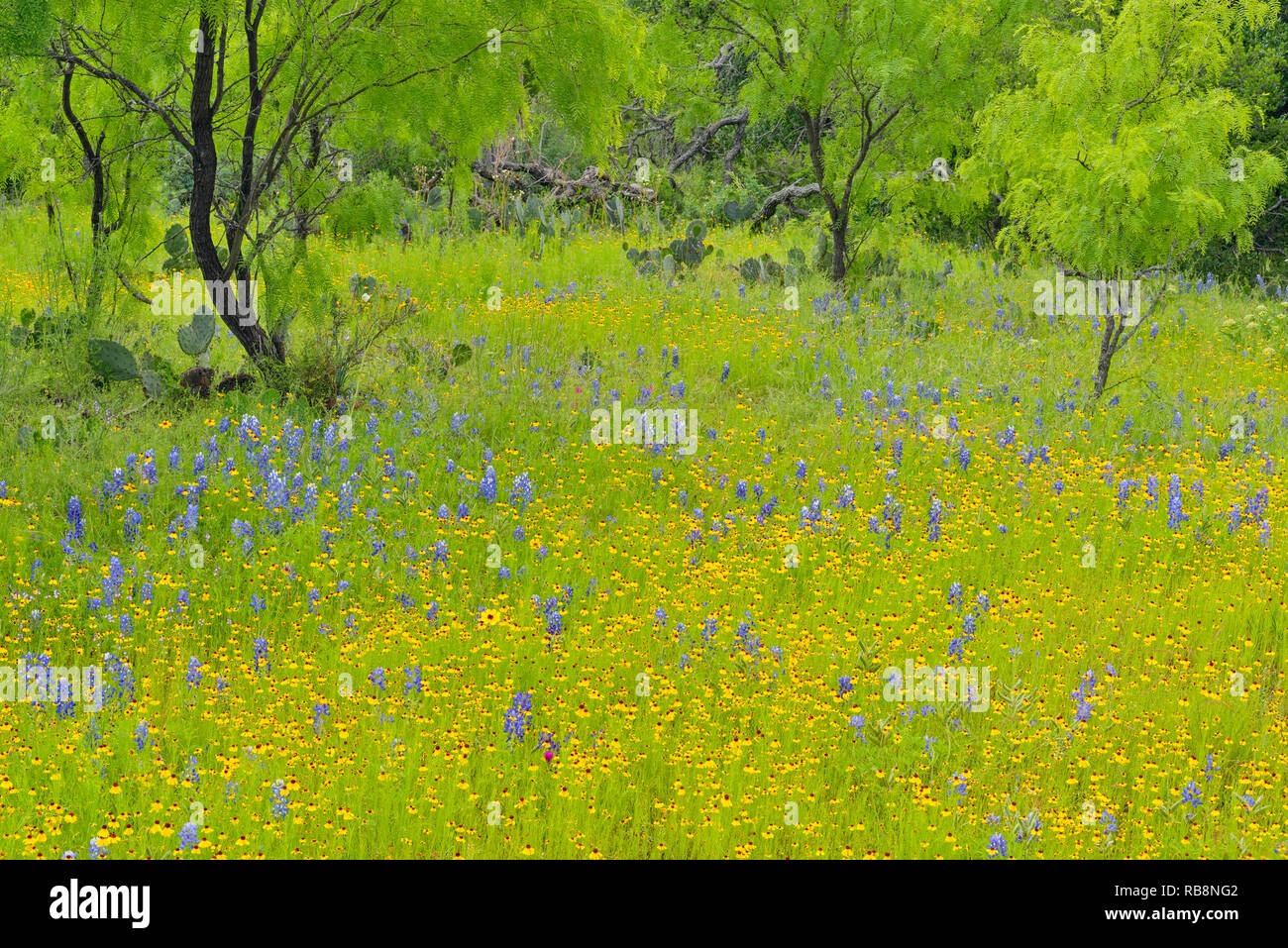 Blüte braun bitter Unkraut, bluebonnets und Weide Bäume, Willow Stadt, Texas, USA Stockfoto