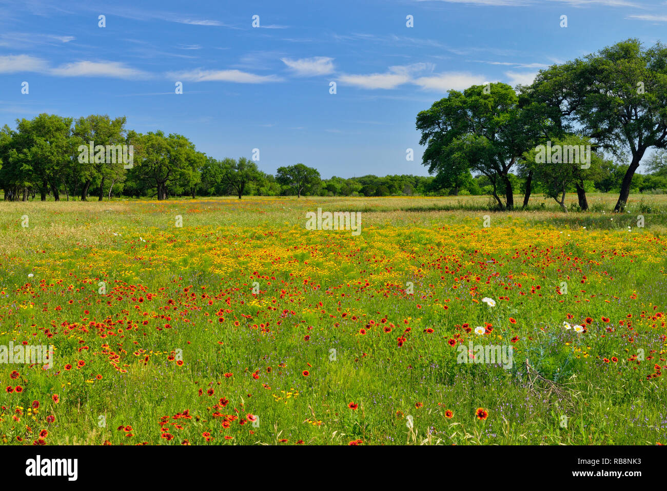 Wildblumenwiese, Llano County, Texas, USA Stockfoto