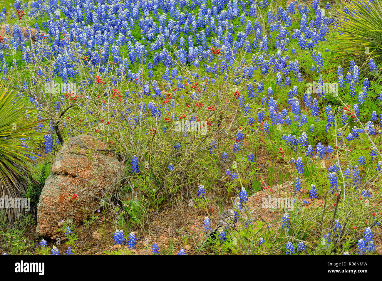 Blühende Texas bluebonnets mit Yucca und Cholla in trockenen felsigen Lebensraum, Willow City Loop, Gillespie County, Texas, USA Stockfoto
